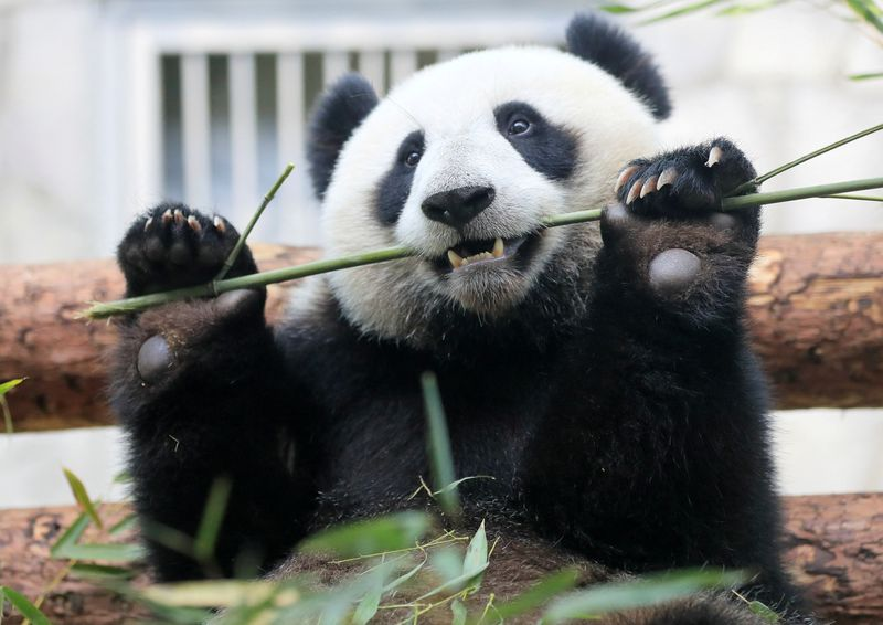 🐼 Día Nacional del Oso Panda 🐼 - News - BUAP