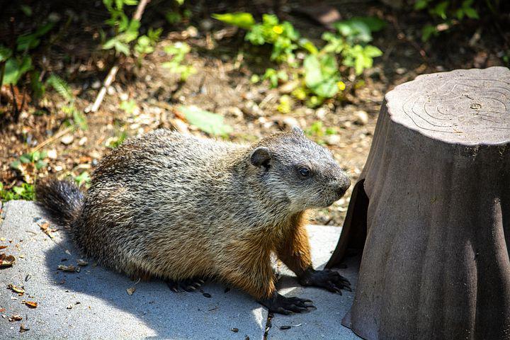Do Groundhogs eat Tomatoes? (5+ Ways to keep them out of your Garden)