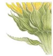 D:\0 wd yedek\acr yedek\1 film indirme\botanicheskaya_illyustraciya2_files\image168.jpg