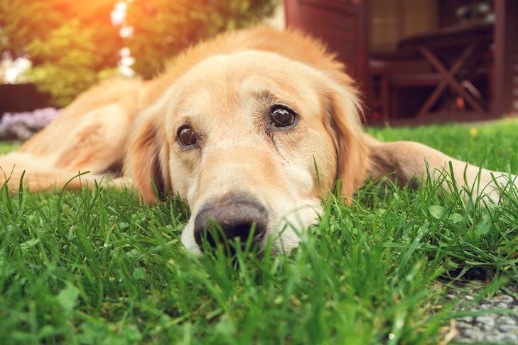 Can Dogs Cry? Do Dogs Cry Tears? – American Kennel Club