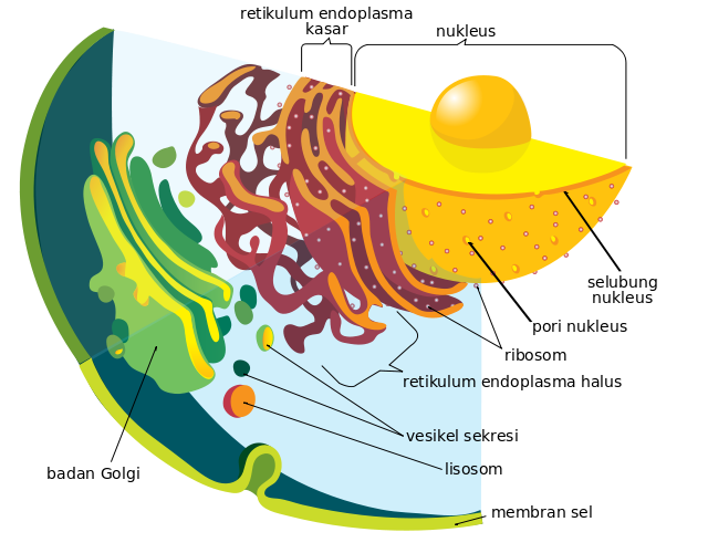 Berkas:Endomembrane system diagram id.svg