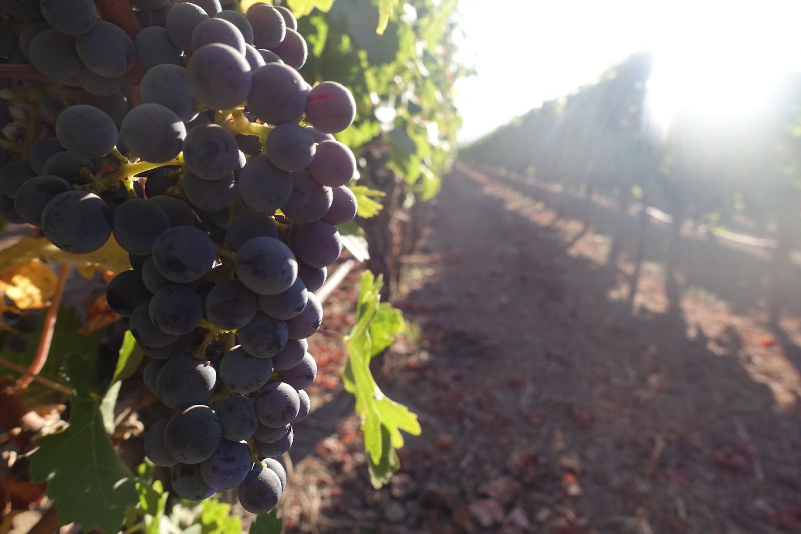 Healthy wine grapes in a vineyard.