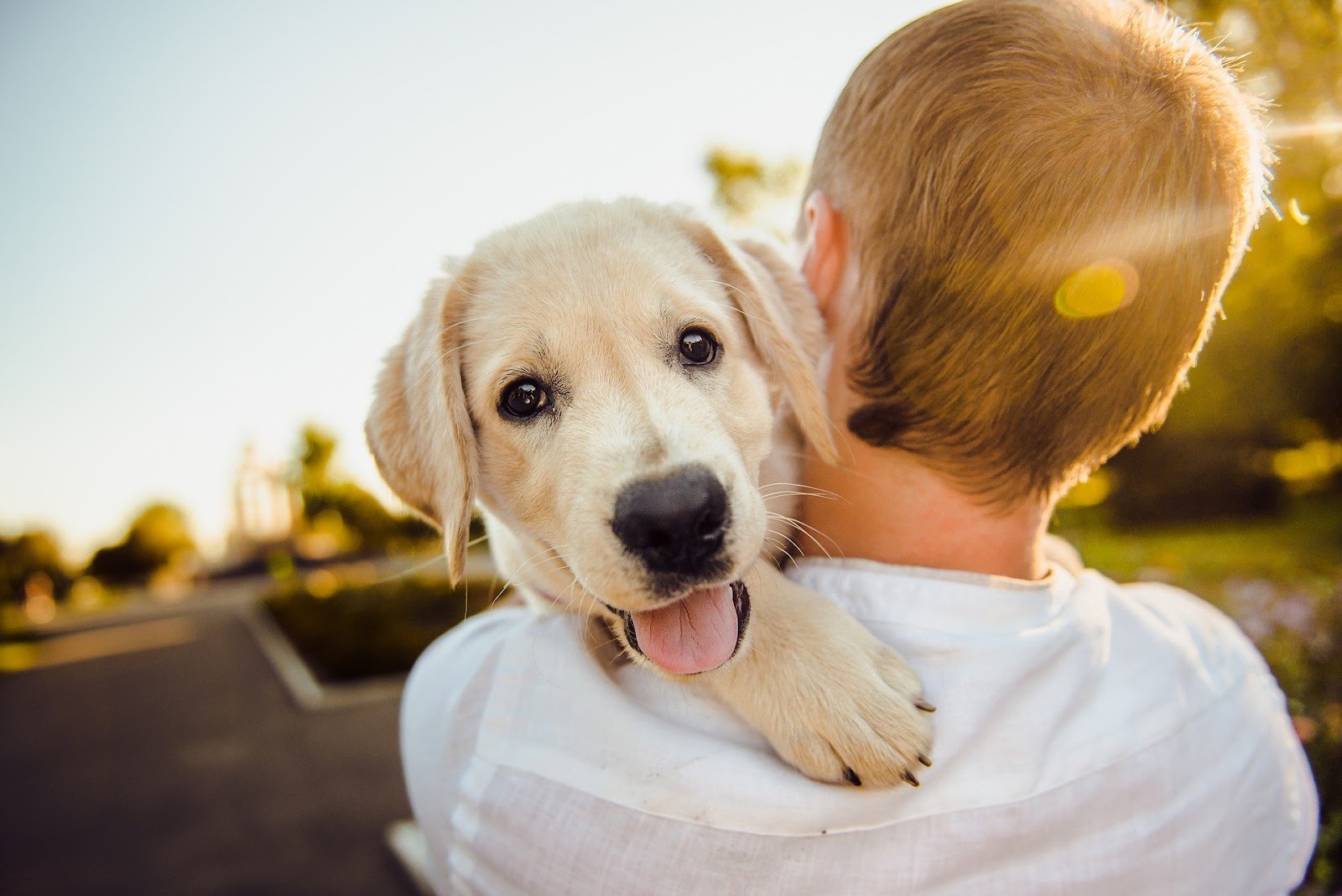 Can I put Sudocrem on my dog’s bum?