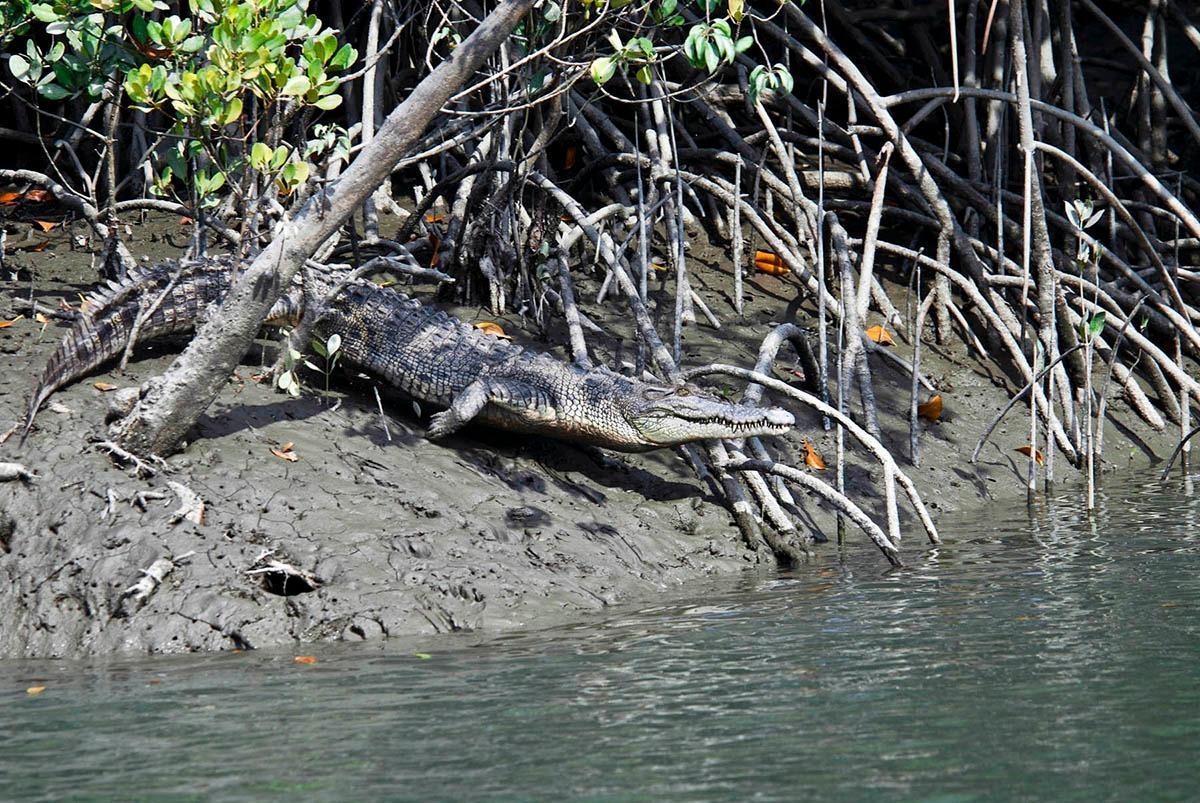 A tree branch over a body of water

Description automatically generated with low confidence