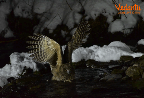 This image shows Blakiston's Fish owl.
