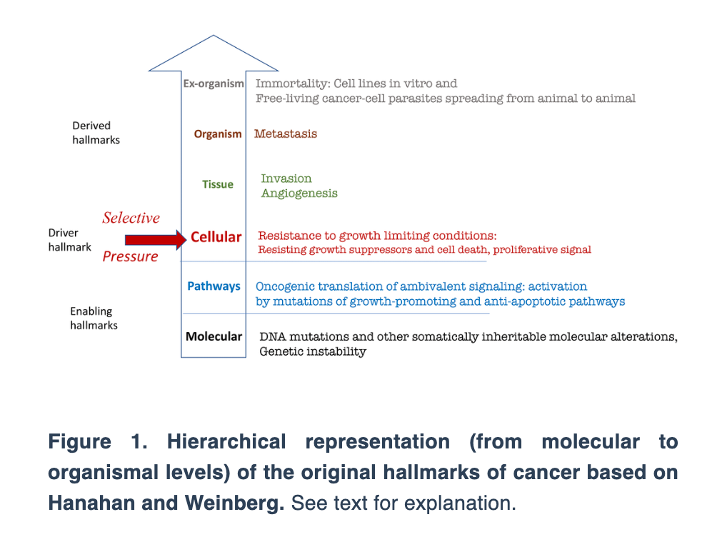 Figure 1. Hierarchical representation (from molecular to organismal levels) of the original hallmarks of cancer based on Hanahan and Weinberg.