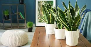 Snake Plant Turning Yellow - Causes and How to Fix it!
