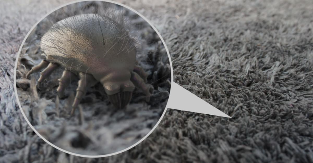 Dust Mites, How To Get Rid Of Them From Your Home