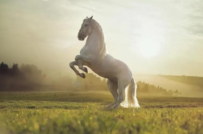 15 Names for Horses From Chinese Mythology