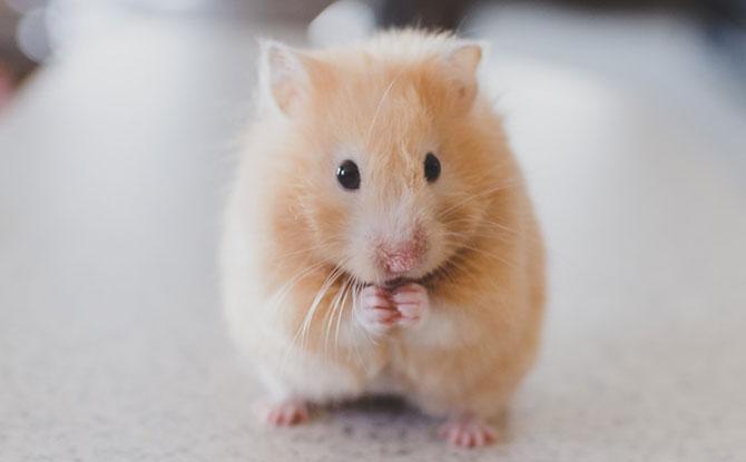 Hamsters Guide For Beginners