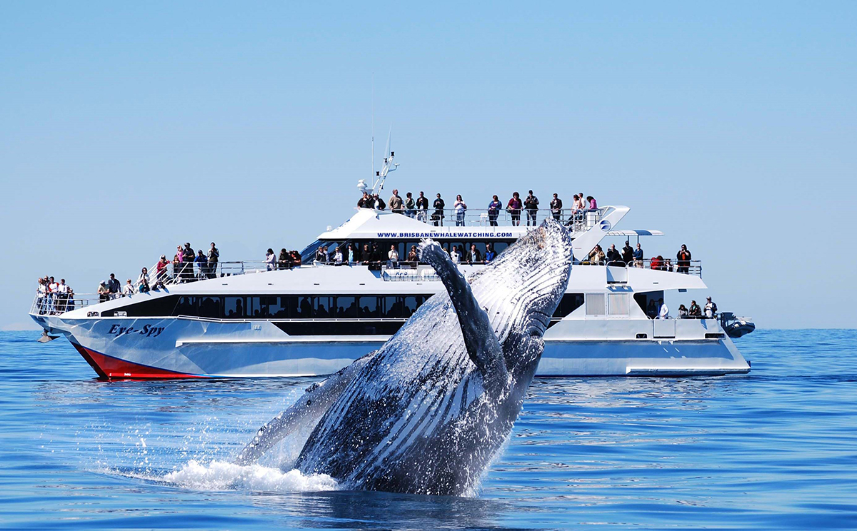 Tour du thuyền Úc & New Zealand -Ngắm nhìn đàn cá voi di cư trên du thuyền sẽ mang tới cho bạn một chuyến du lịch Úc & New Zealand tuyệt vời, khó quên