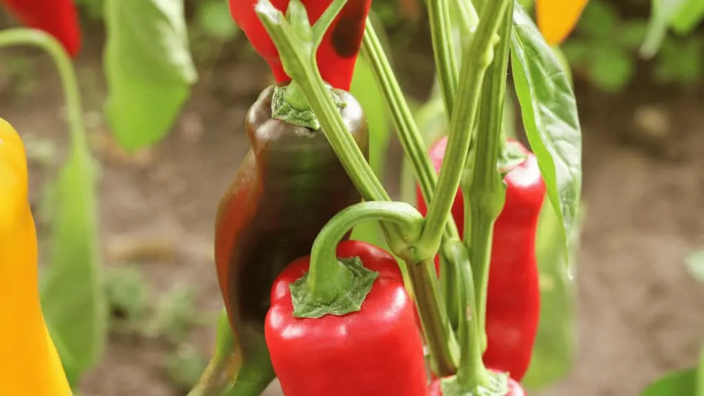 Why are pepper plants wilting?