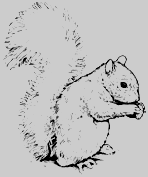 esquirol.jpg