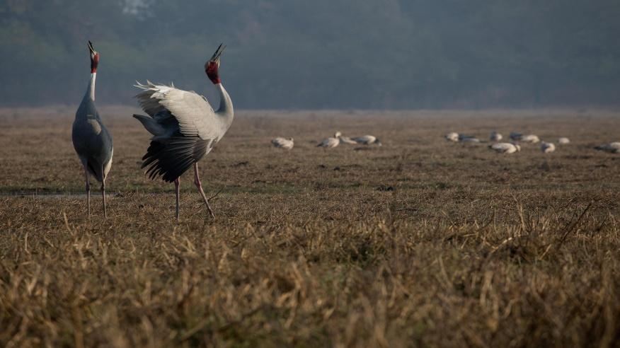 <p> A pair of sarus cranes, which have declined precipitously in the Mekong floodplain due to habitat loss and disturbance (Image: Harshvardhan Sekhsaria / Alamy)</p>