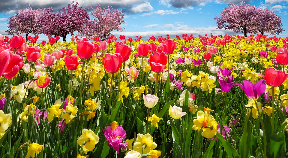 Despertar De Primavera ...