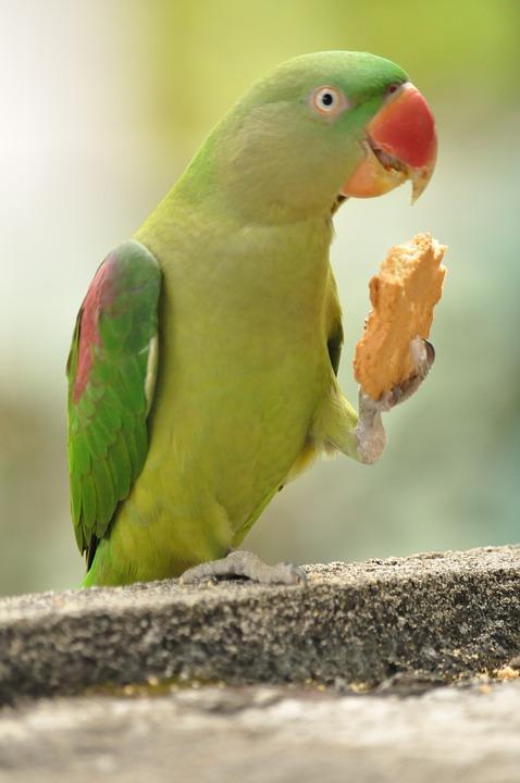  A parrot eating nuts. 