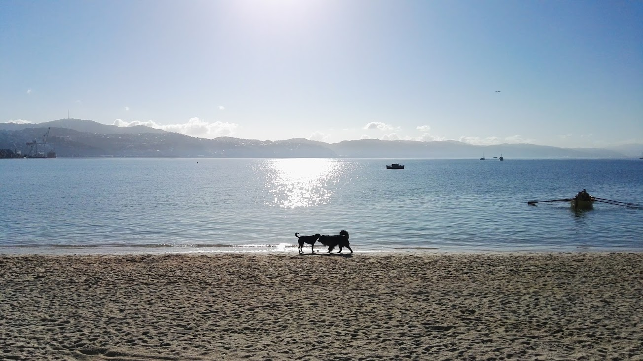 Two dogs sniff hello on at Oriental Bay during a morning run