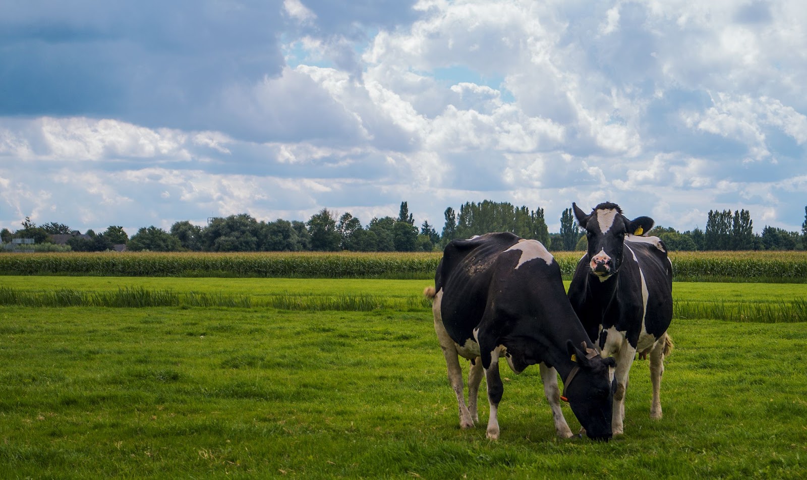 Dutch cows grazing in a field covered in greenery under a blue cloudy sky
