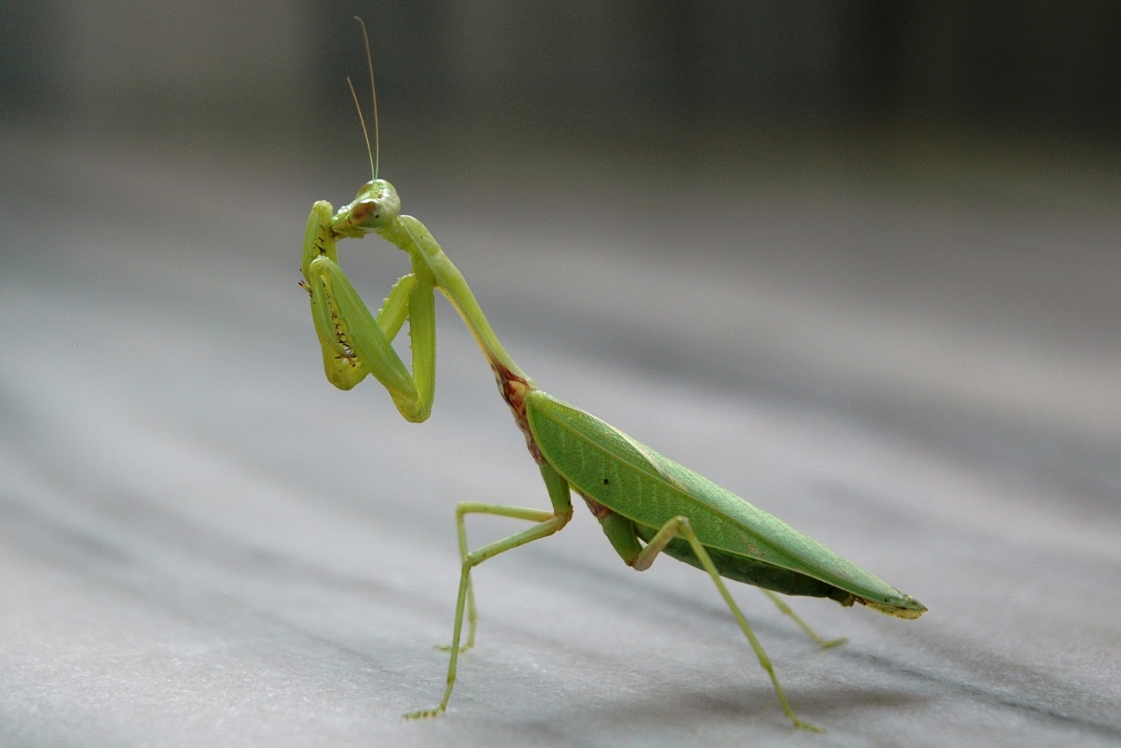 Do Praying Mantises Have Wings