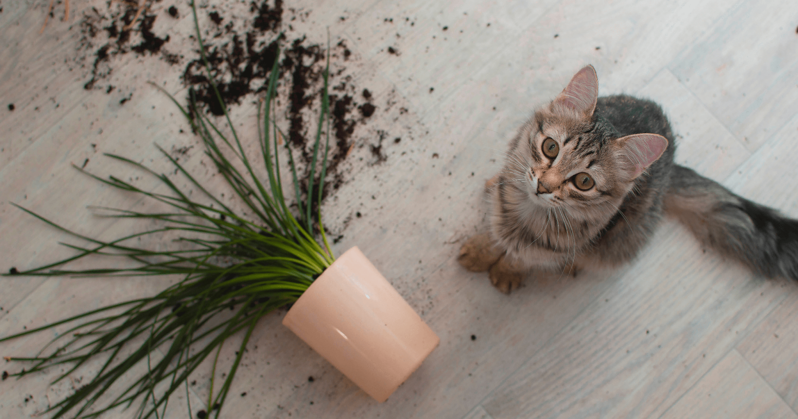 Cat sitting next to tipped over potted plant