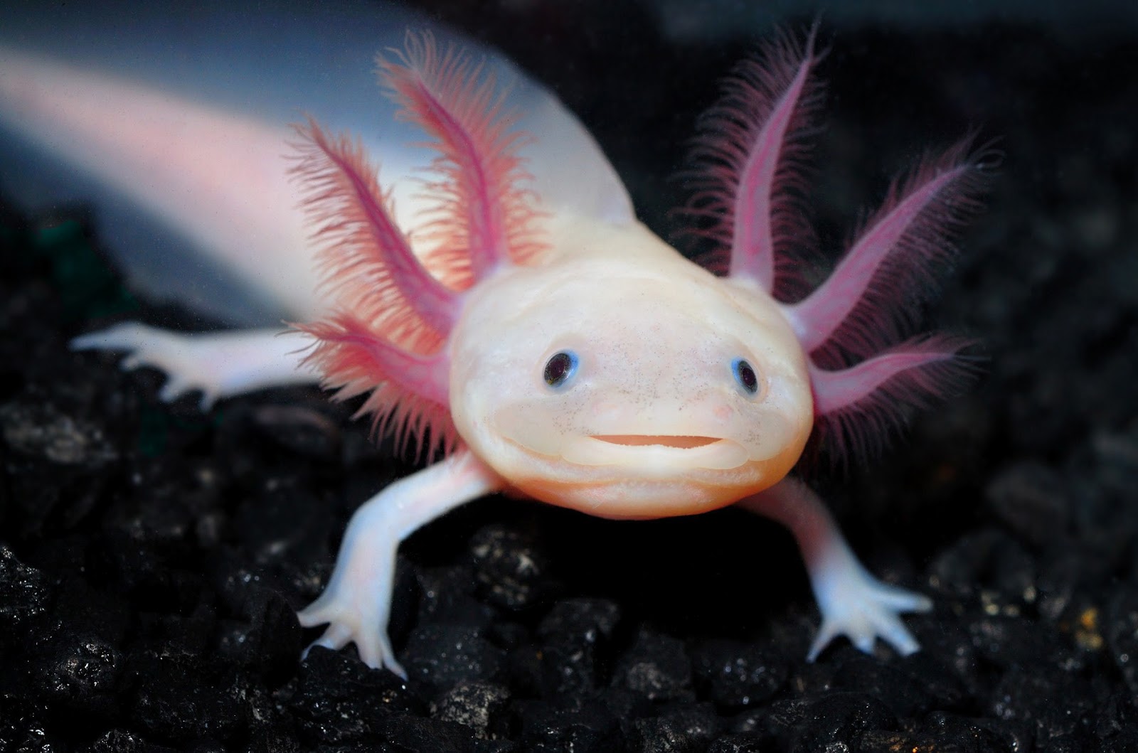 Can Axolotls Eat Nightcrawlers