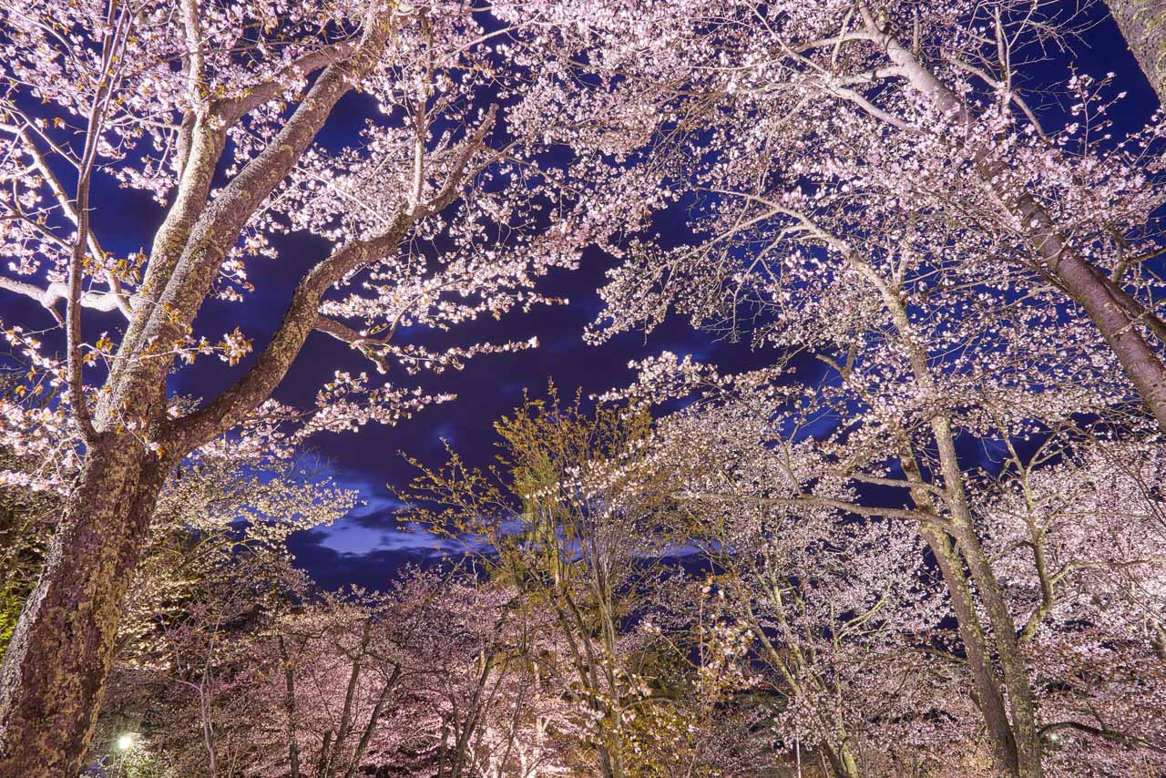 1.視界いっぱいの満開の桜を楽しむ「旭山公園」