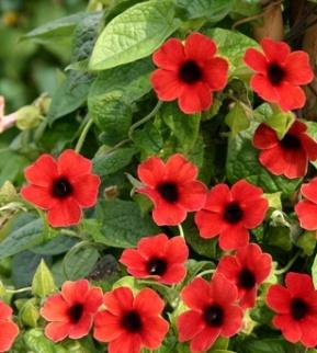 Image result for thunbergia arizona red dark