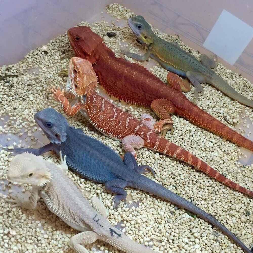 Types of Bearded Dragons