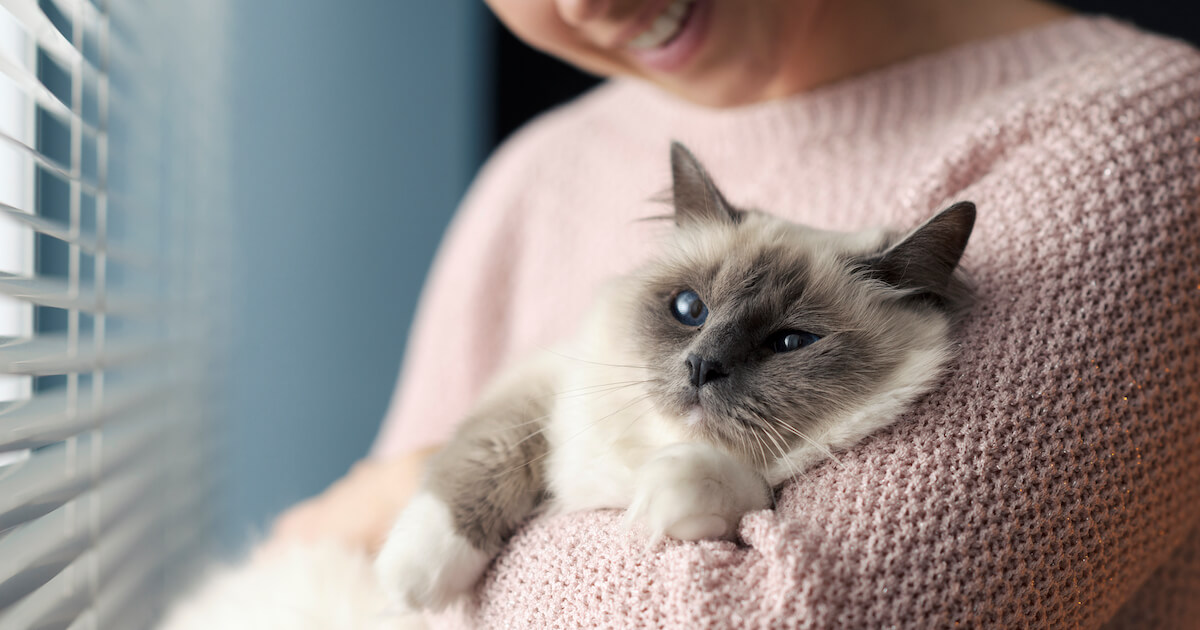 Cat being cuddled by human