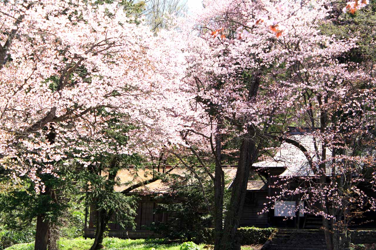 5月の旭川観光におすすめのスポット・服装・グルメ情報までまとめて紹介