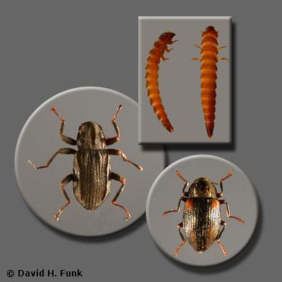 http://www.stroudcenter.org/research/projects/schuylkill/taxa/images/taxon14.jpg