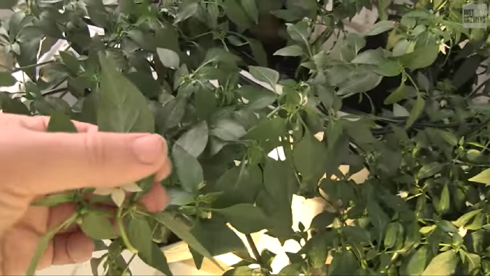 Hand inspecting leaves