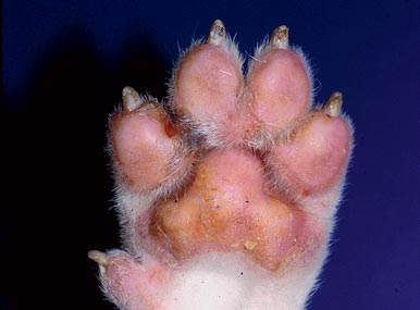 Erythema, scaling and ulcers on the extremities of a Bull Terrier puppy suffering from lethal acrodermatitis. (© E. Bensignor).
