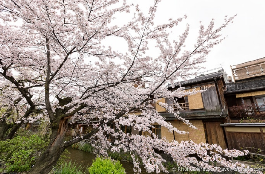 Cherry Blossoms of Kyoto, Japan - Character development of space through existing ecosystem