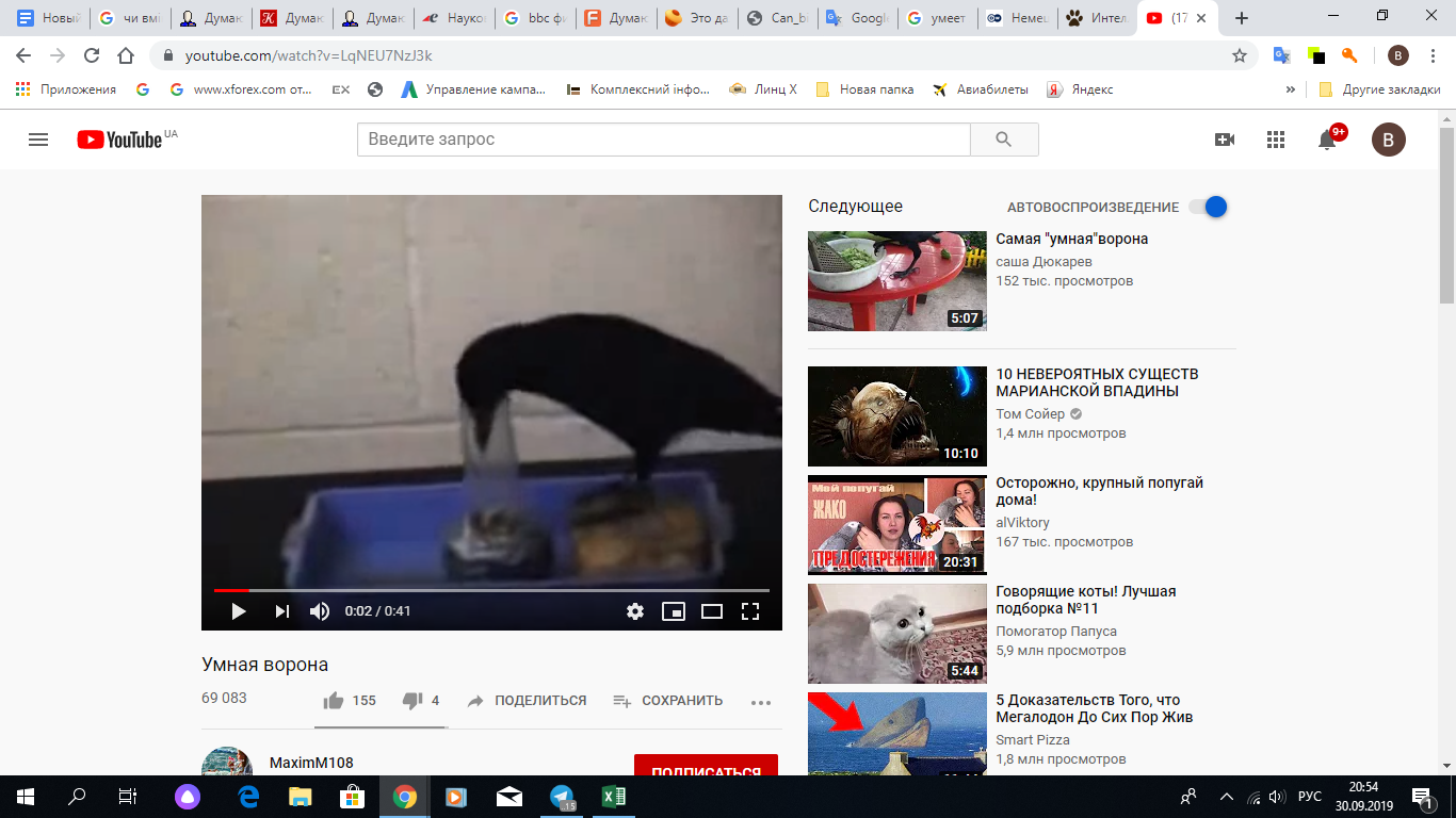 Скрін YouTube відео, на якому розумна ворона робить гачок, щоб дістати їжу.