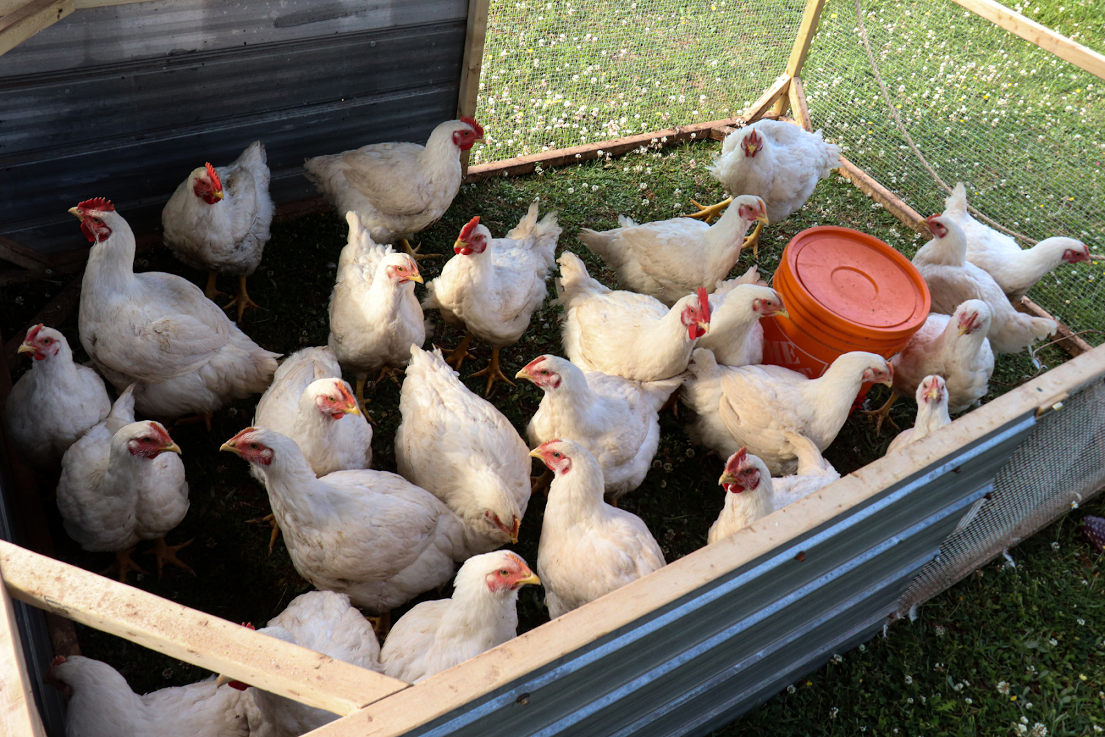 Raising Birds for Meat