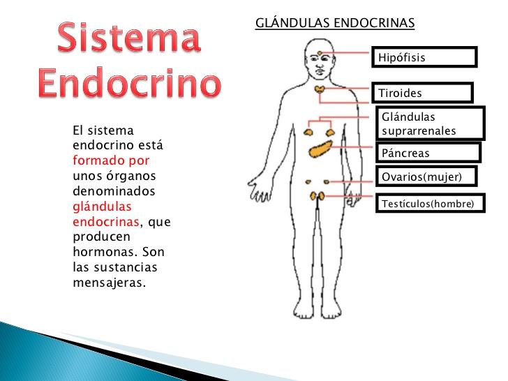 Image result for el sistema endocrino esta compuesto por