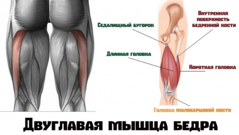 Бедра Под Фото