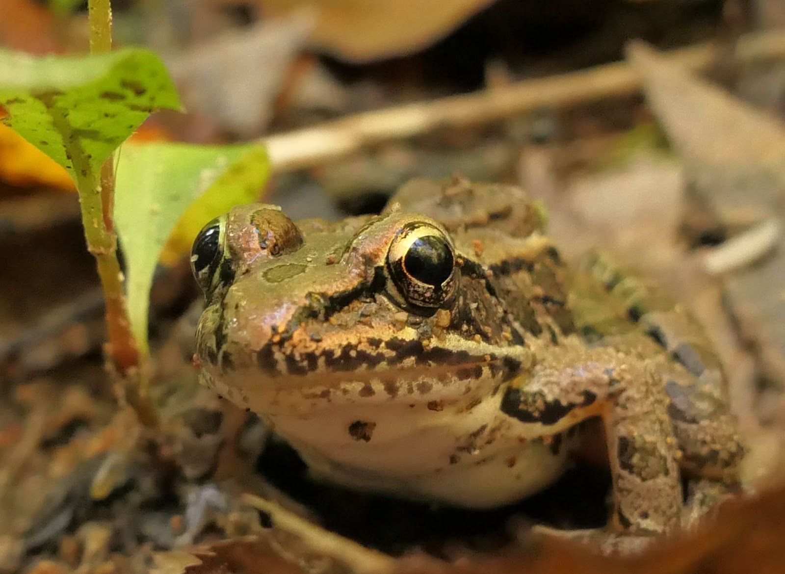A green and brown speckled frog is sitting on the ground next to a small plant with green leaves. 