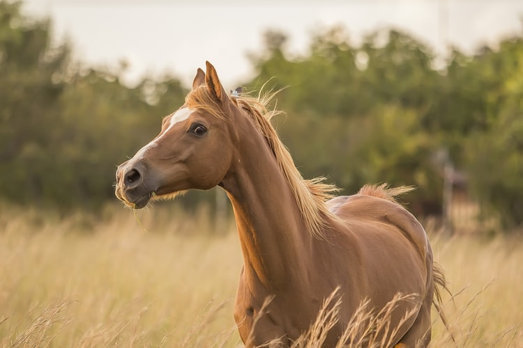 Tips For Choosing the Best Horses For Sale