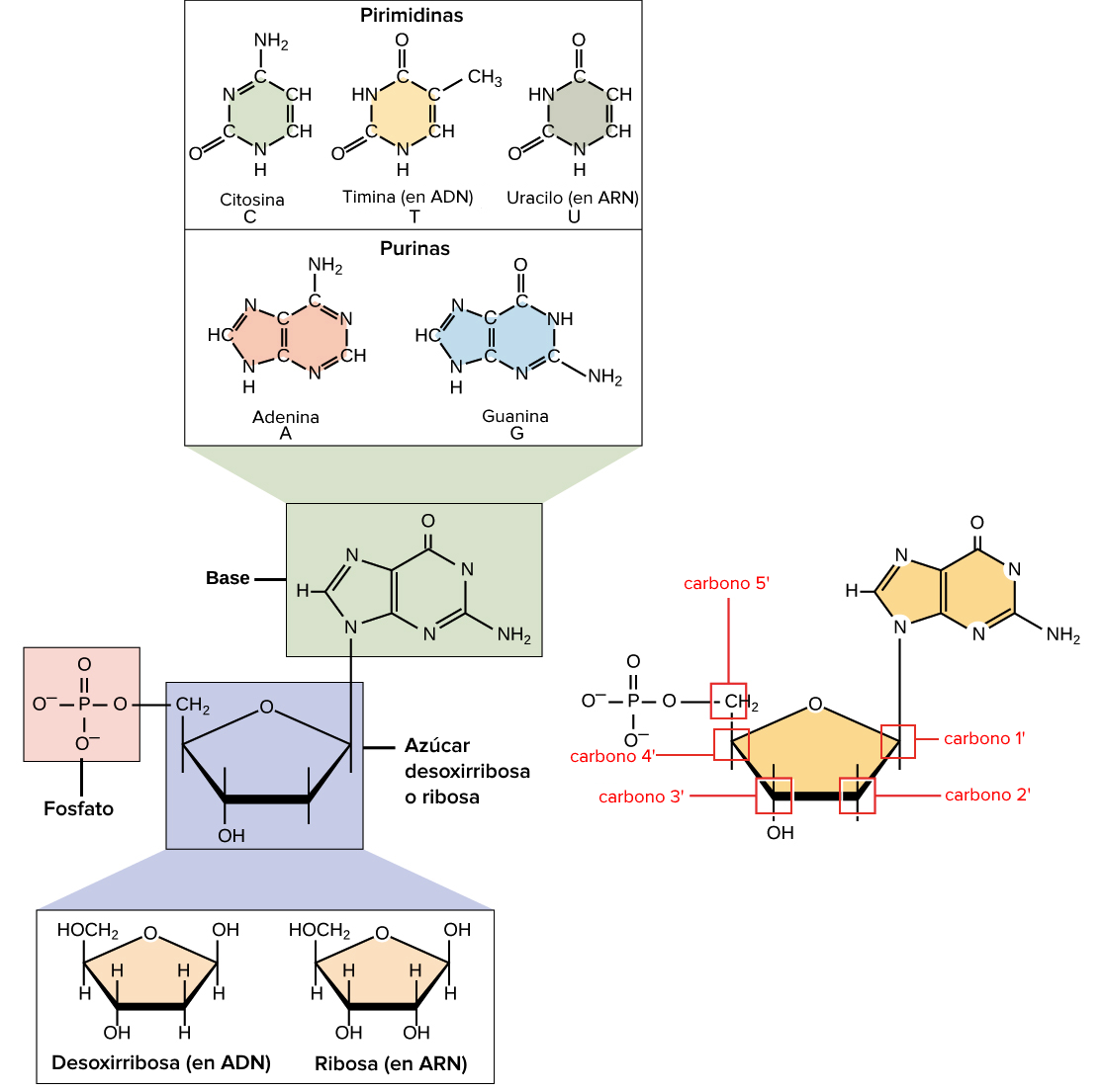 Imagen de los componentes del ADN y ARN, que incluyen el azúcar (desoxirribosa o ribosa), el grupo fosfato y la base nitrogenada. Las bases comprenden las bases pirimidinas que tienen un anillo (citosina y timina en el ADN, y uracilo en el ARN) y las bases purinas con dos anillos (adenina y guanina). El grupo fosfato se une al carbono 5'. El carbono 2' tiene un grupo hidroxilo en la ribosa, pero solo hidrógeno (no hidroxilo) en la desoxirribosa.
