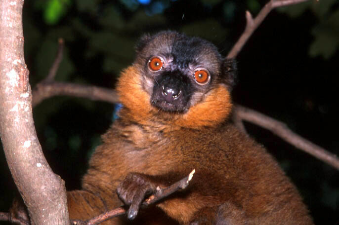 Male collared lemur