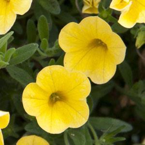 MiniFamous® Pure Yellow