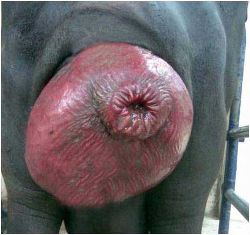 Cervico-vaginal prolapse in a 6 month pregnant buffalo.