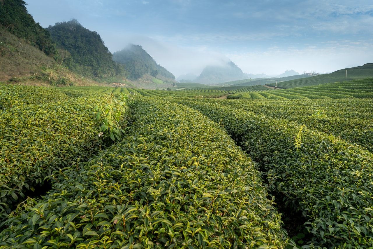 Choosing to buy organic Kukicha tea is the best way to secure a great brew