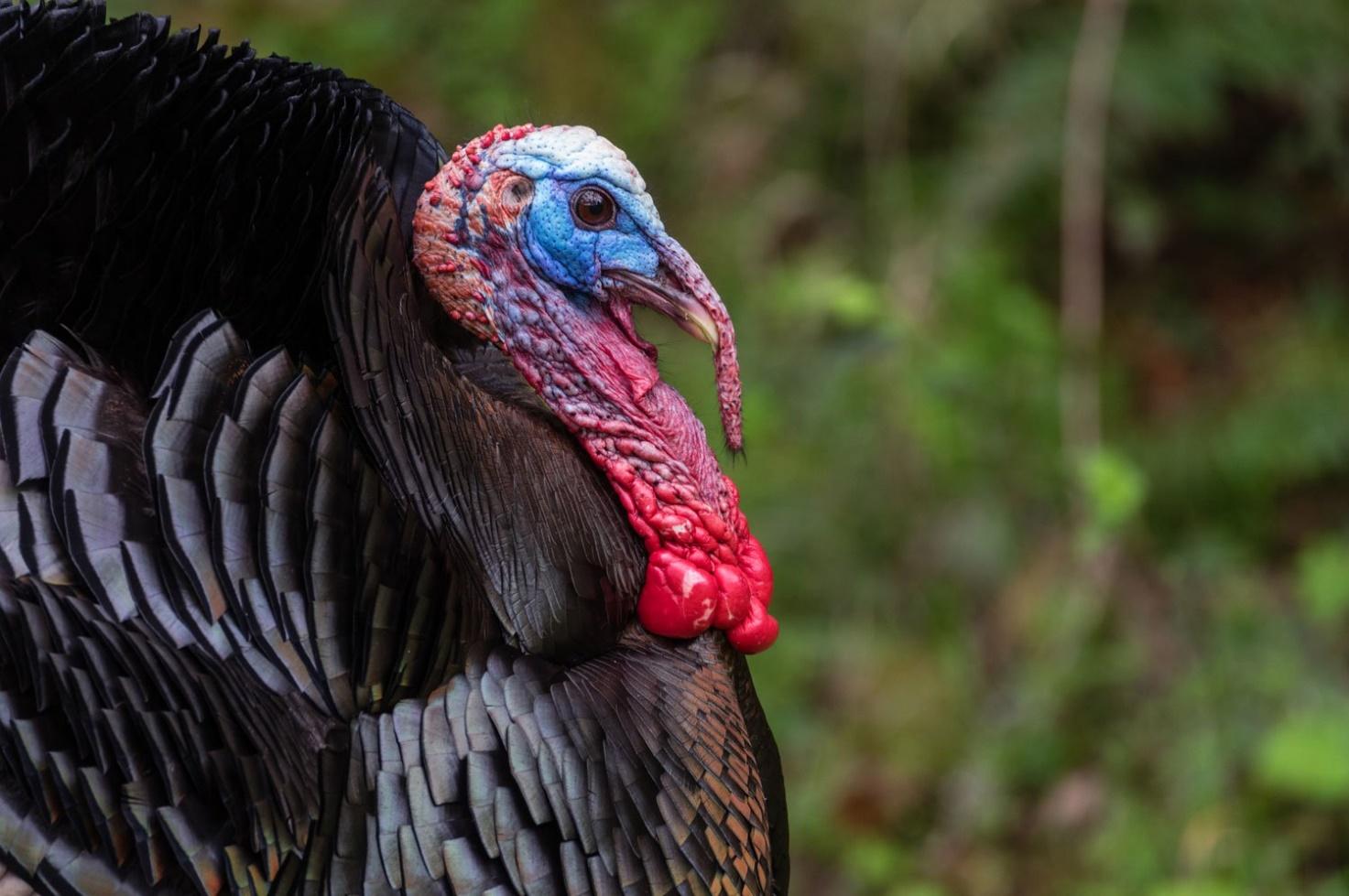 Big male wild turkey with black shinny feathers, bluish head with red flesh dangling from the nose and chin called the snood and wattle.