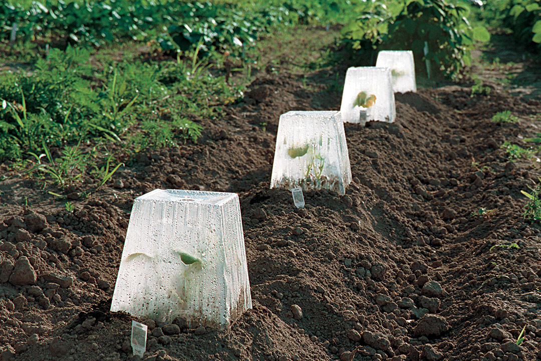 prepare the soil for pumpkin plants