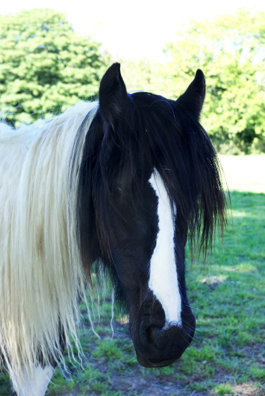 https://get.pxhere.com/photo/hair-animal-pasture-horse-mammal-stallion-mane-cob-equestrian-equine-pony-head-vertebrate-mare-stables-piebald-cart-horse-horse-like-mammal-mustang-horse-1033880.jpg