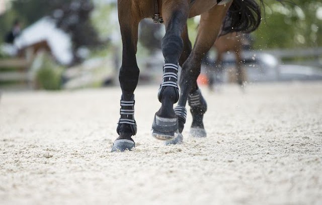 Jump Boots For Horses The Absolute Necessity For Joy Of Horse Riding