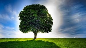Image result for alone beautiful tree
